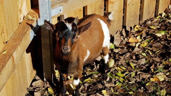 ...dem sei der Gang zurück zu den Zwergziegen empfohlen.