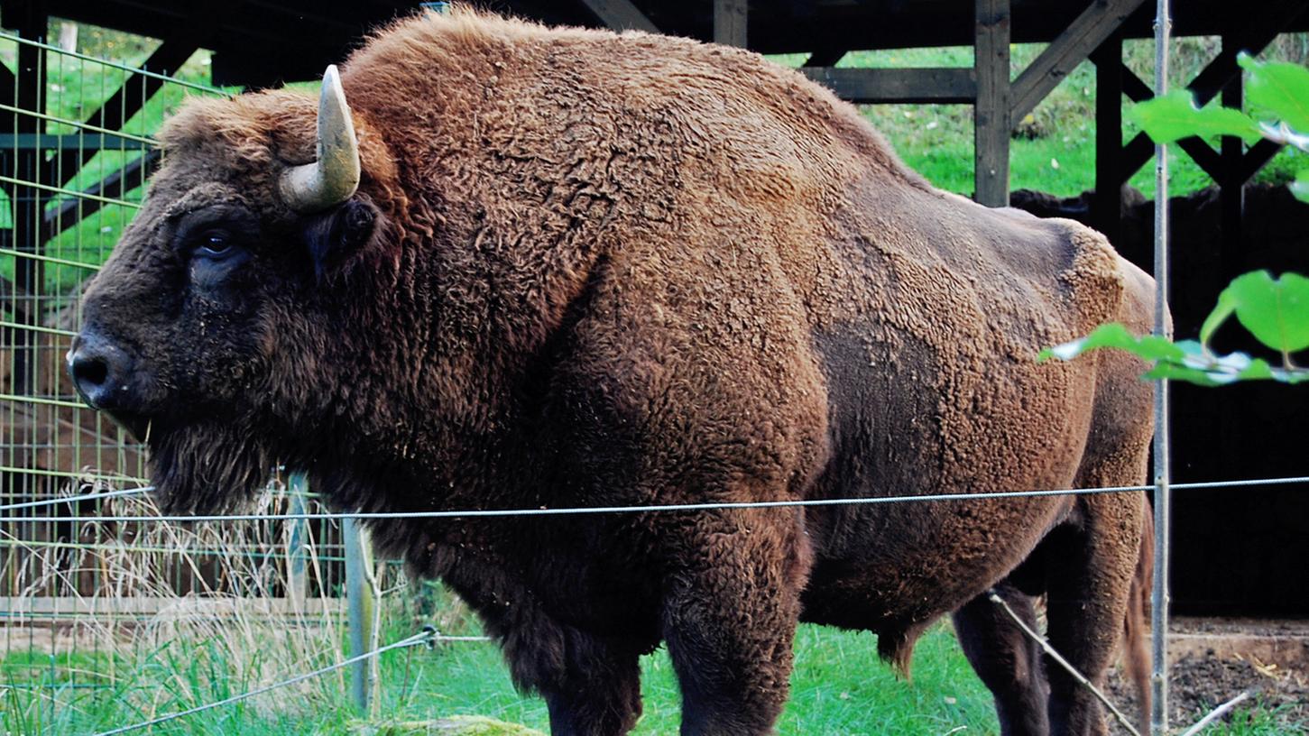 Neben Wolf, Elch, Luchs und Streichelzoo das "Flaggschiff" des Wildparks: der Wisent. Das schwerste und größte Landsäugetier Europas soll in Hundshaupten ein rundum erneuertes Gehege erhalten.