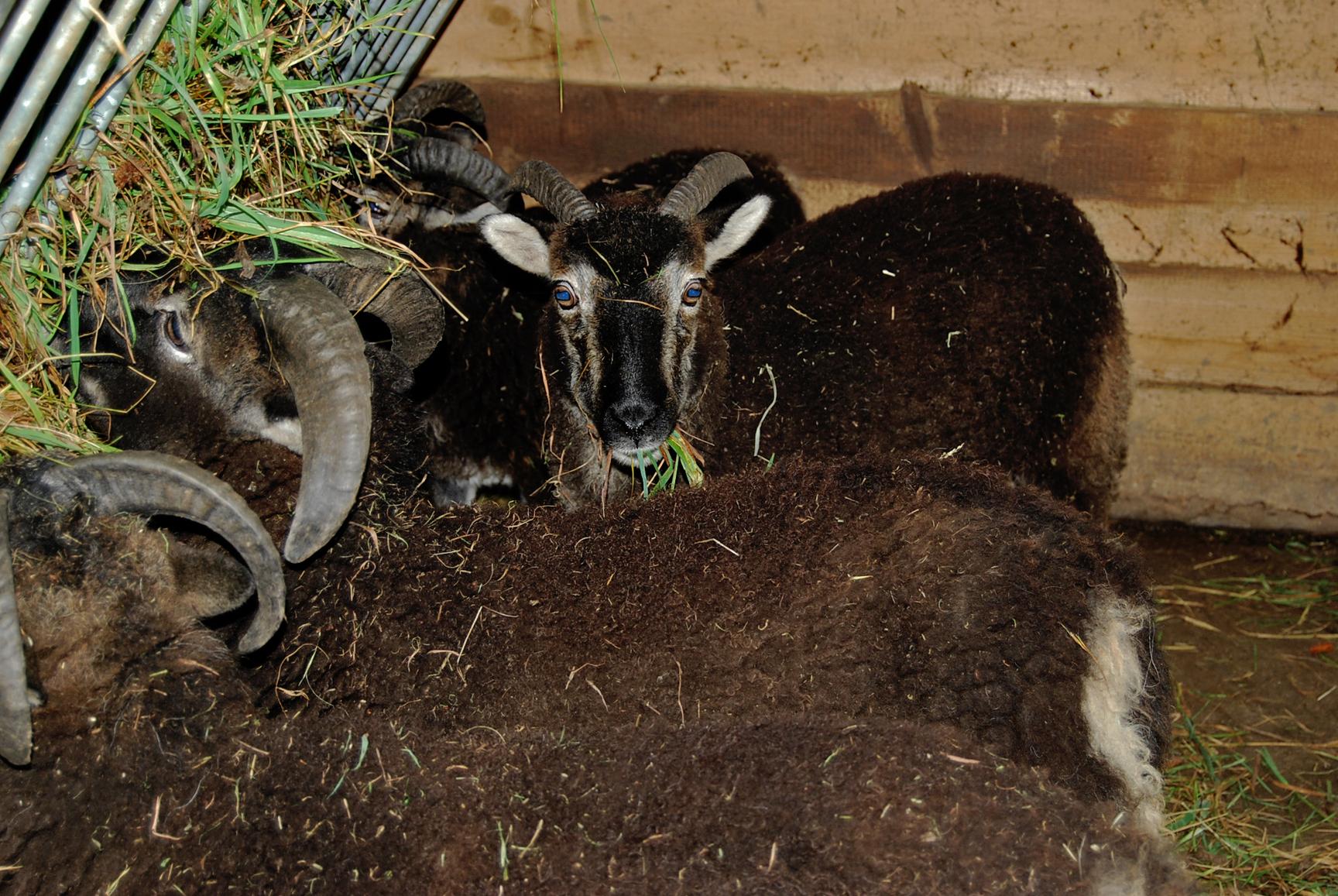 Der Blick in hypnotische Bock-...