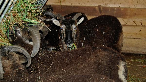 Der Blick in hypnotische Bock-...