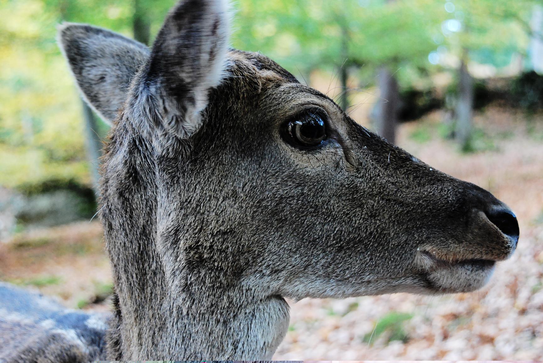 Ein Schnappschuss aus der Nähe ist mit etwas Glück zu ergattern.