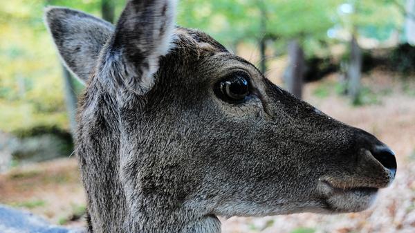 Ein Schnappschuss aus der Nähe ist mit etwas Glück zu ergattern.