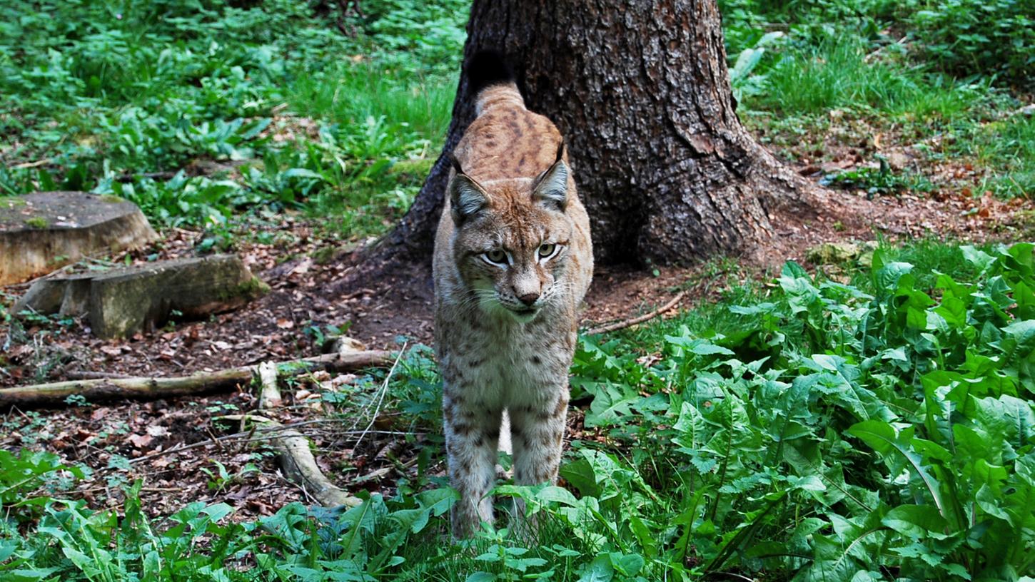 Der Luchs, der Wolf und der Wisent zählen zu den Besuchermagneten im Wildpark.