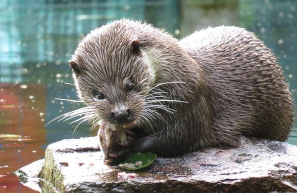 Heute steht der Fischotter in den meisten Ländern unter Schutz. In Deutschland fällt der Fischotter zwar immer noch unter das Jagdgesetz, allerdings ist die Jagd auf ihn seit 1968 untersagt. Der Schutz des Otters setzte dabei zu einem Zeitpunkt ein, zu dem der Bestand der Tiere bereits nachhaltig dezimiert war. Fischotter werden heute insgesamt als gering gefährdet eingestuft.