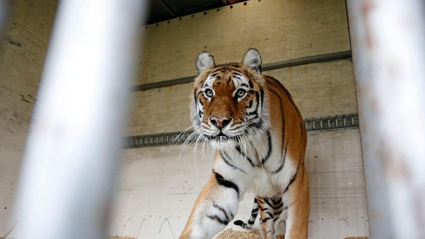 Nach Irrfahrt: Tiger in Herzogenaurach angekommen