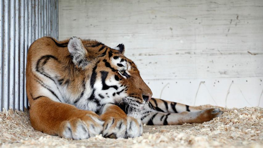 Die betagten Tiger-Damen können in den Pausen besichtigt werden.
