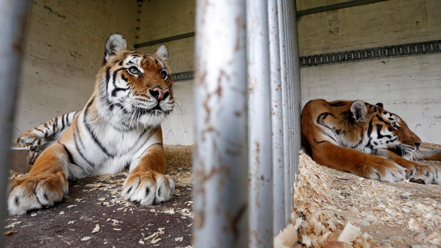 Nachdem die beiden Tigerweibchen Floyd und Sira zwischenzeitlich in Plauen gestrandet waren, sind sie jetzt heil beim Moskauer Staatscircus in Herzogenaurach eingetroffen.