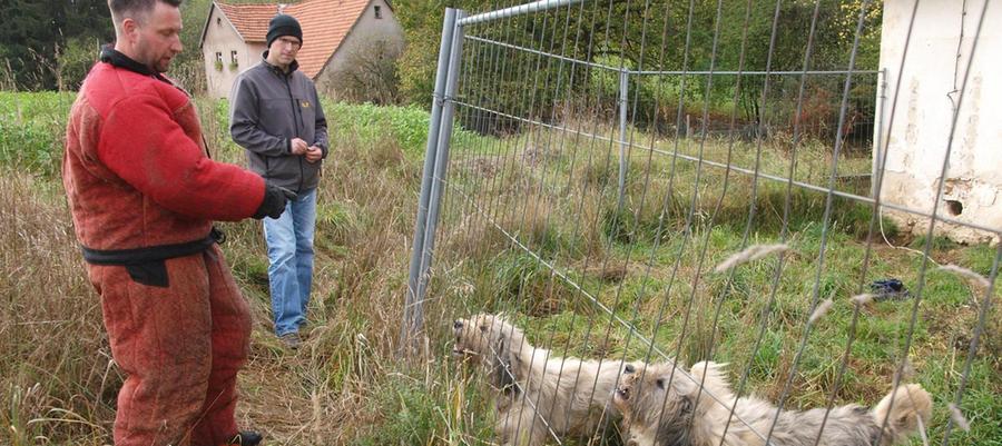 familie liess hunde bei umzug einfach im alten haus zuruck plech nordbayern de