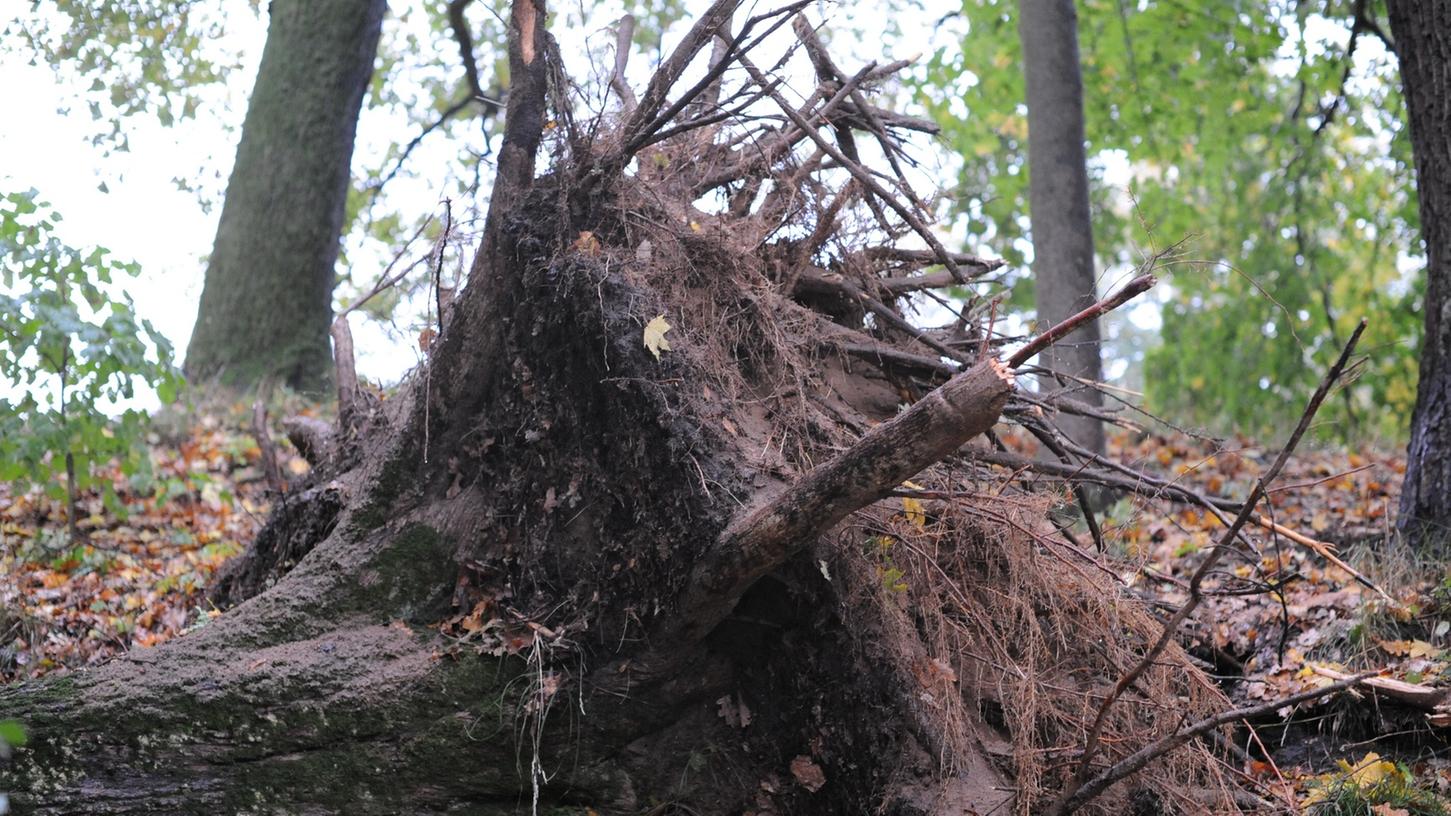 Mächtig kragt der Wurzelstock einer 100-jährige Eiche, die der Sturm in der Nacht von Dienstag in Neumarkter Stadtpark umgeworfen hat. Dabei hatte sie noch einen Ahorn umgerissen.