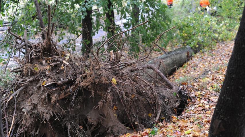 Neumarkt: Sturm wehte Bäume im Stadtpark um