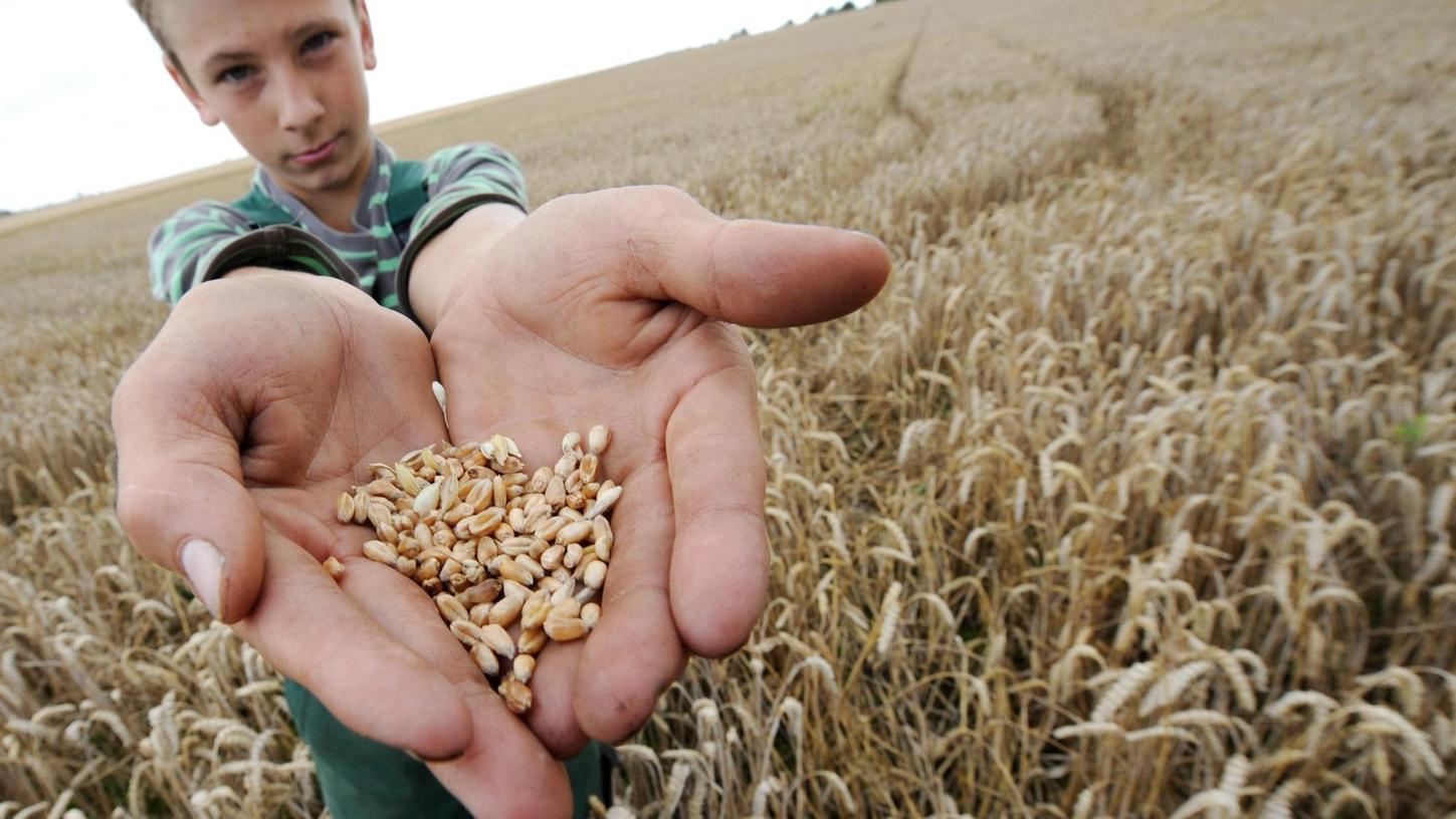 Getreide: Rekordernte drückt auf die Preise