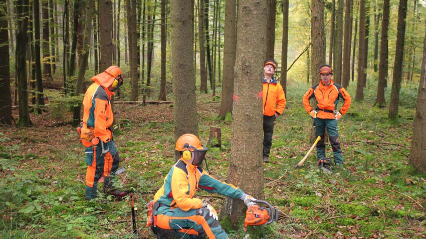Vier Forstarbeiter arbeiten im Waldbereich Auerberg bei Reuth. Eine 30 Meter hohe Fichte soll gefällt werden.