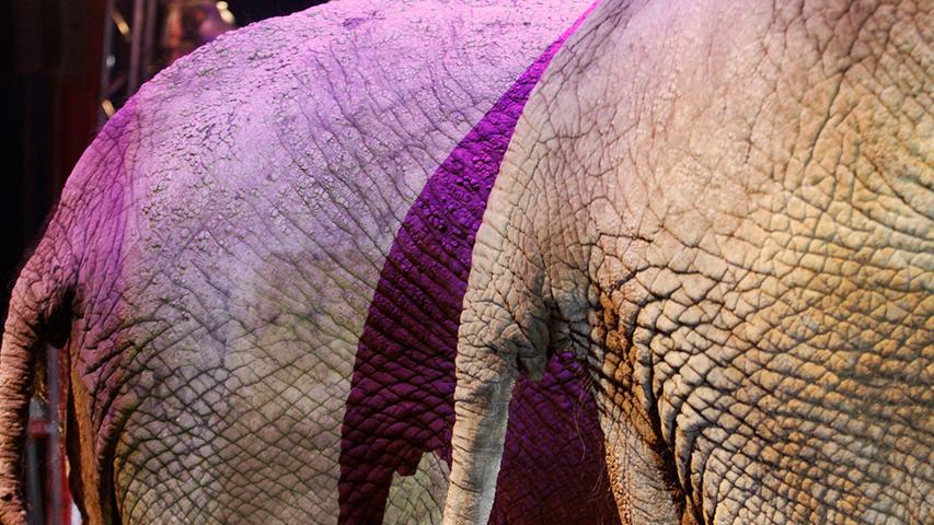 Elefanten werden auch Dickhäuter genannt. Dabei ist ihre Haut zwar dick, aber auch sehr empfindlich.