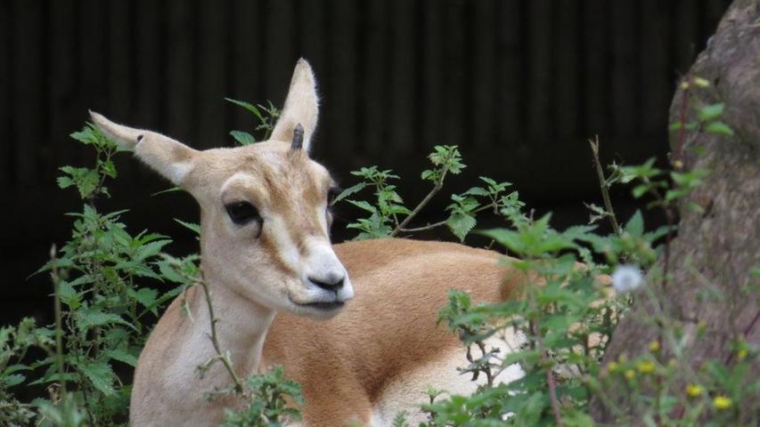 Der Gesamtbestand der Kropfgazelle hat über die letzten zwei Jahrzehnte stark abgenommen. Die Kropfgazelle wird daher als gefährdet eingestuft. Im Tiergarten Nürnberg kann die Antilopenart von Jung und Alt bestaunt werden.