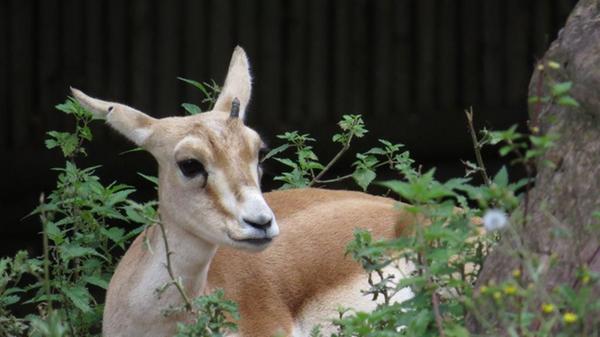 Der Gesamtbestand der Kropfgazelle hat über die letzten zwei Jahrzehnte stark abgenommen. Die Kropfgazelle wird daher als gefährdet eingestuft. Im Tiergarten Nürnberg kann die Antilopenart von Jung und Alt bestaunt werden.
