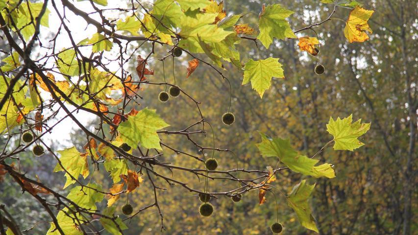 Die meisten Blätter sind zwar schon welk. Mit Temperaturen bis zu 16 Grad und Sonnenschein zeigte der Herbst aber nochmal, was er drauf hat.