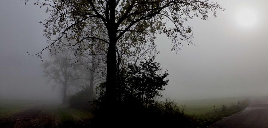 Lediglich in den Morgenstunden lag mancherorts Nebel über der Region. Schaurig wirkte zum Beispiel der Aischgrund im Dietersheimer Ortsteil Altheim...
