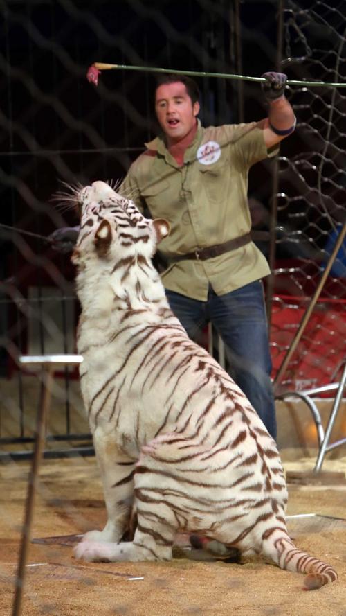 Mit Löwe, Tiger und Co.: Raubtier-Dressurprobe im Circus Krone