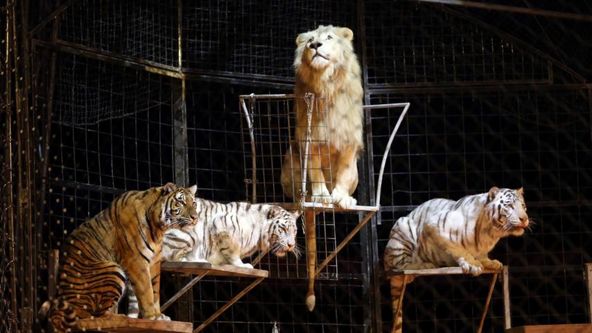 Mit Löwe, Tiger und Co.: Raubtier-Dressurprobe im Circus Krone
