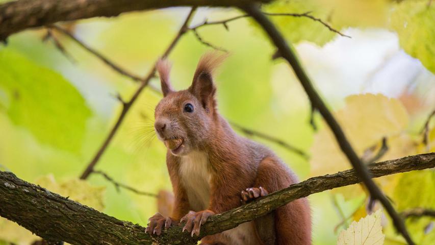 GeNUSS pur: Ein Fürther Eichhörnchen auf Futtersuche 