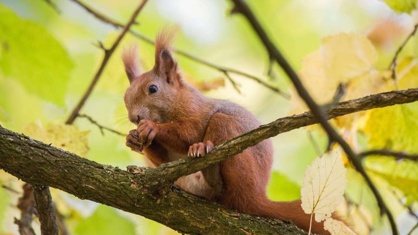GeNUSS pur: Ein Fürther Eichhörnchen auf Futtersuche 