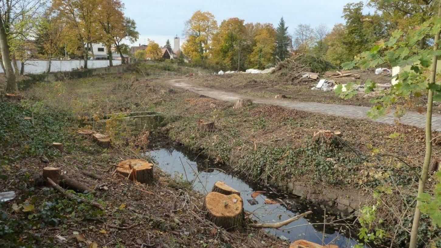 Grüne kritisieren Baumfällungen auf Liesenfeld-Grundstück
