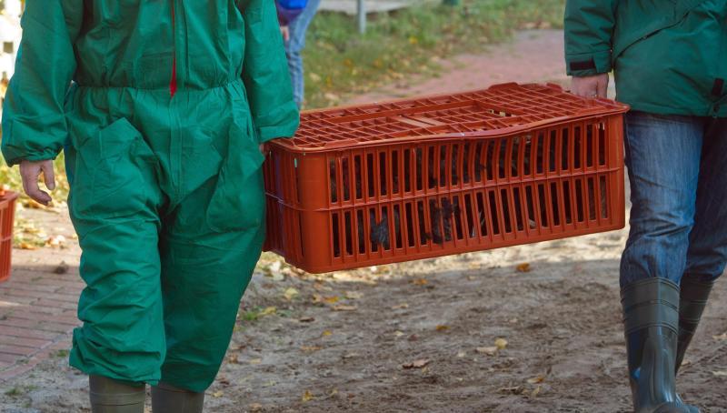 Tote Vögel werden ins Labor gebracht und dort untersucht - bei bislang drei Tieren wurde auch der H5N8-Virus festgestellt.