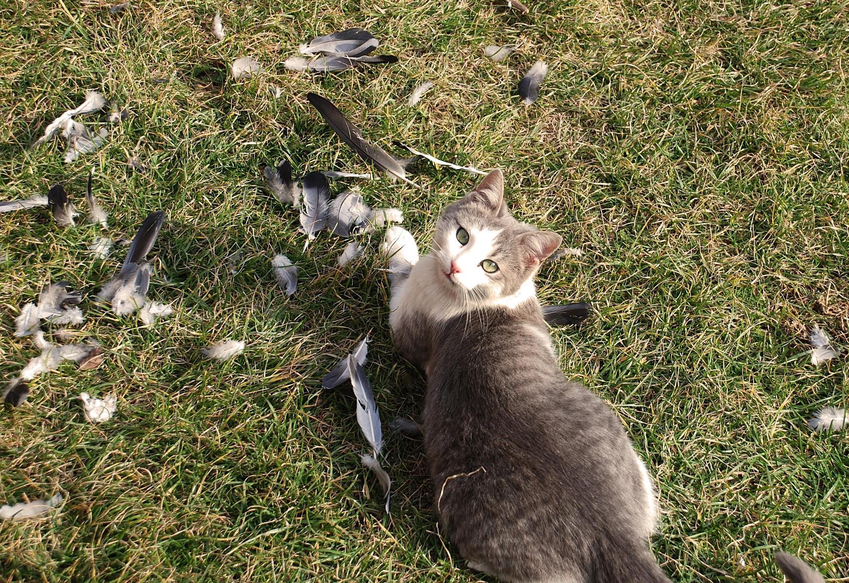 Vogel Vor Katzen Schutzen