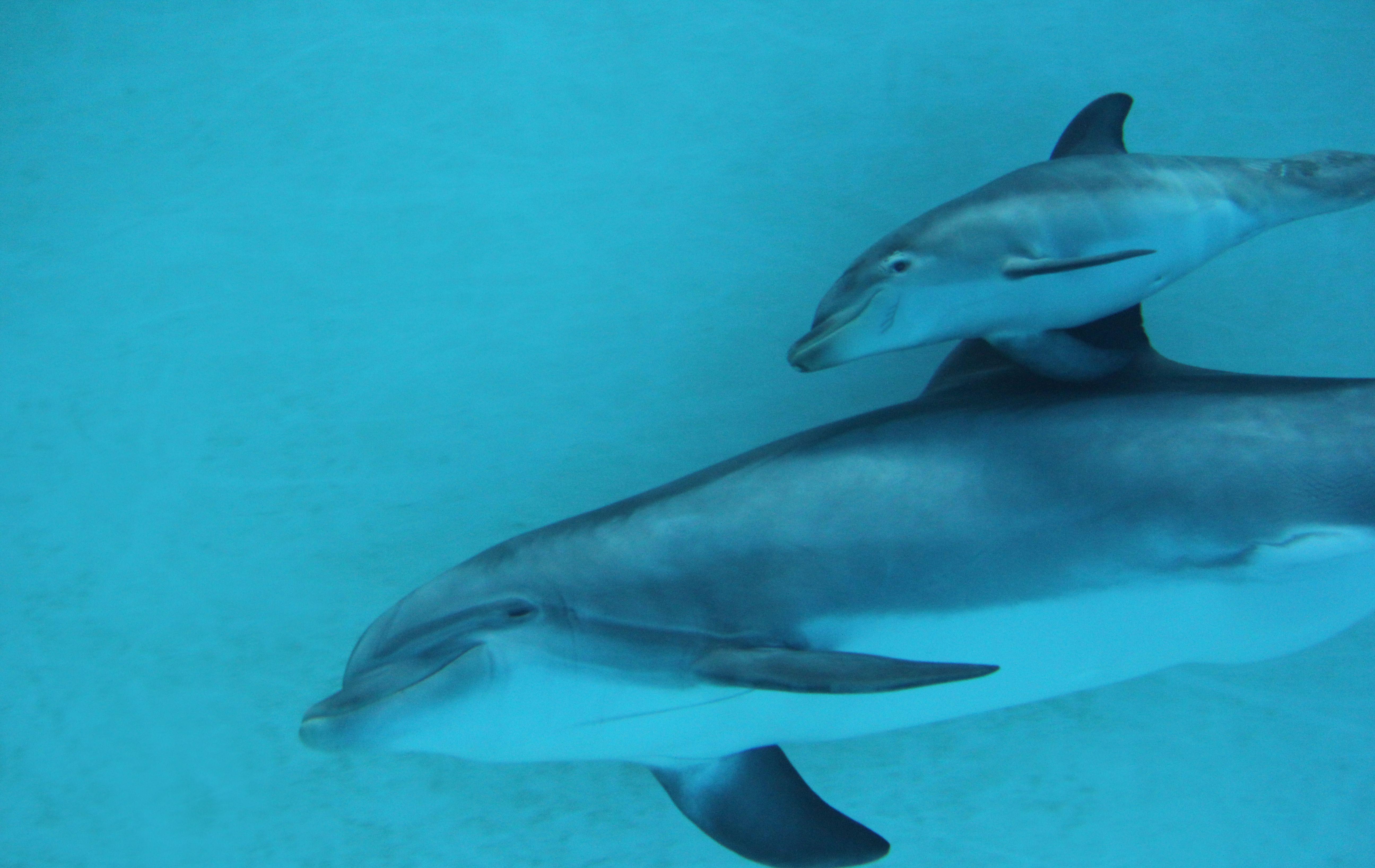 Nurnbergs Delfinkalb Hat Grossen Appetit Nurnberg Nordbayern