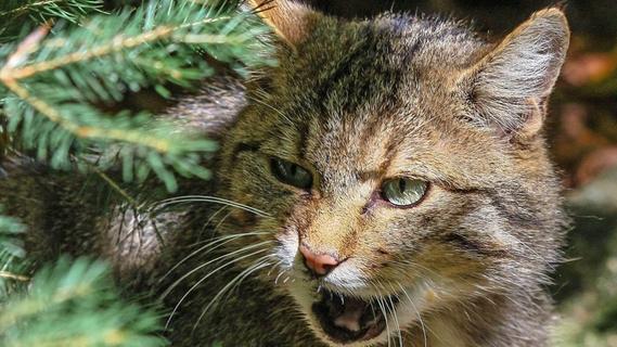 Sensation in Rohr: Wildkatze konnte nachgewiesen werden