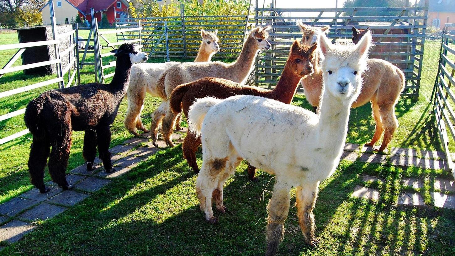 Sieben Alpakas haben in Breitbrunn neues Zuhause gefunden