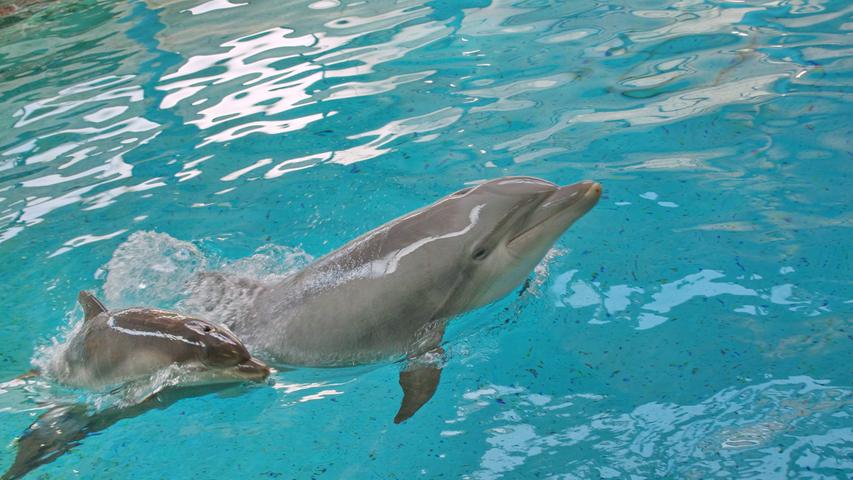 So klein, so flink: Das Delfinbaby im Tiergarten