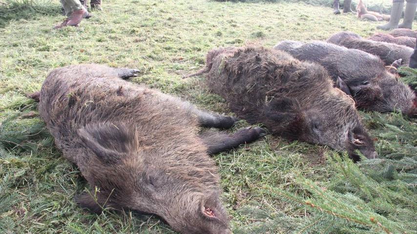 Feuer frei: Wildschweinjagd im Schnaittachtal