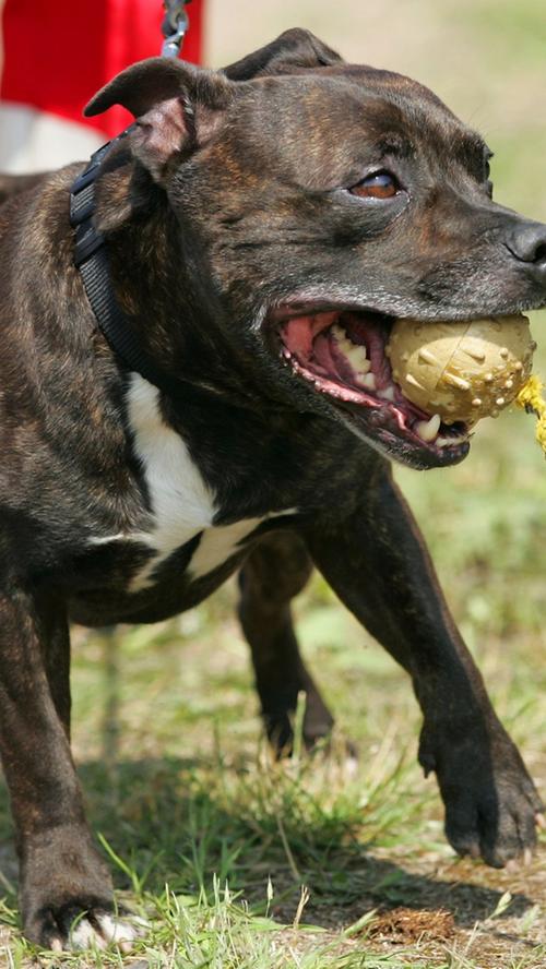 ...ebenso wie Staffordshire Bullterrier. Die Haltung muss der Gesetzgeber erlauben. Zudem muss der Besitzer ein berechtigtes Interesse nachweisen und zuverlässig sein. Stafford-Terrier verfügen über enorme Ausdauer und Bewegungsfreude. Langeweile kann bei den Tieren zu Aggression führen - allerdings vor allem gegenüber anderen Hunden.