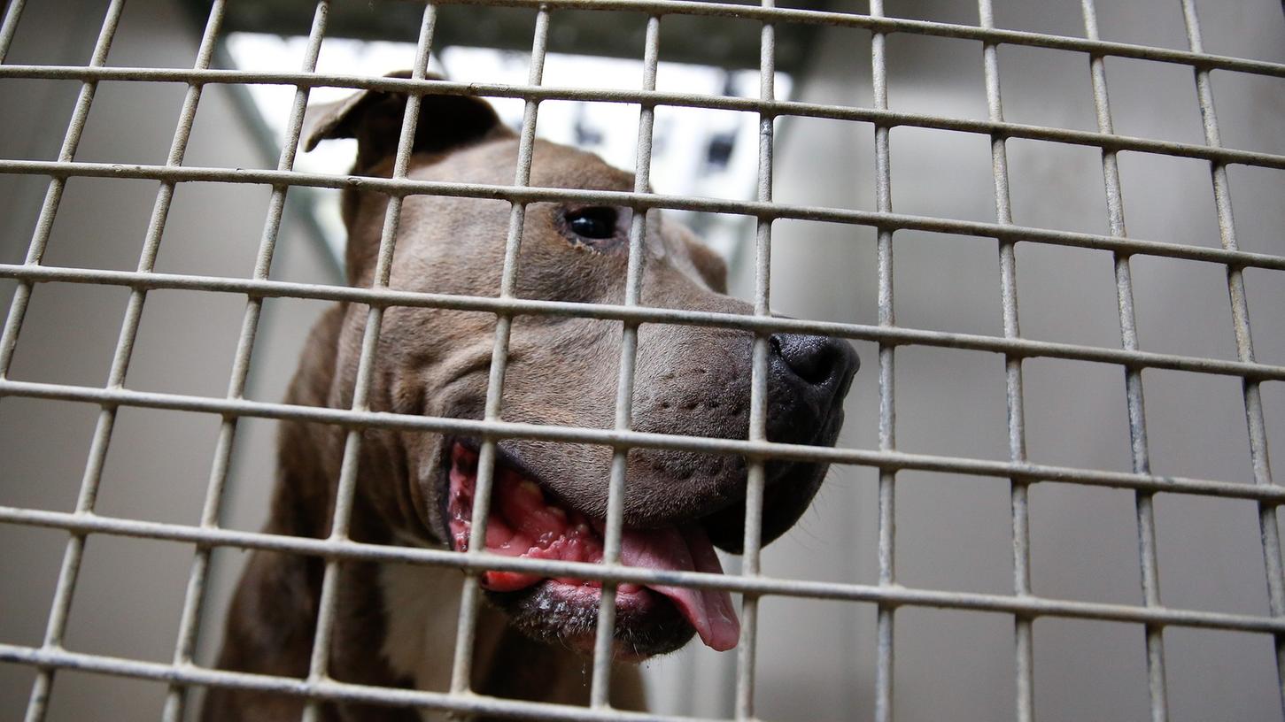 Der Hund (auf dem Bild ist ein Staffordshire Bullterrier zu sehen) wurde nach der Attacke im Tierheim untergebracht.