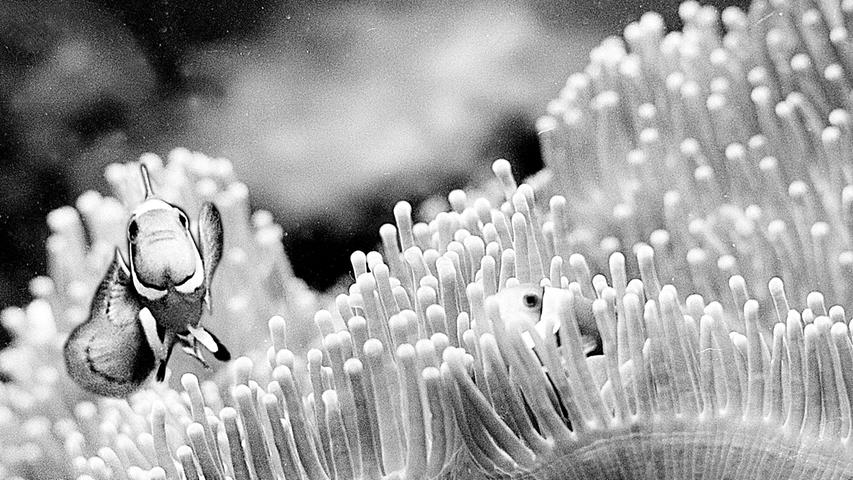 Der kecke Clownfisch und die Riesenaktinie haben eine enge Lebensgemeinschaft eingegangen. Beide stammten aus den tropischen Gewässern des Indischen Ozeans, wo sie an Korallenriffen leben. Im Seewasser-Aquarium treibt sich der kleine leuchtend gelb-schwarze Fisch in den Fangarmen des blumenartigen Nesseltieres herum.  Hier geht's zum Artikel: 9. Dezember 1964: Ein Blick hinter die Glasscheiben.
