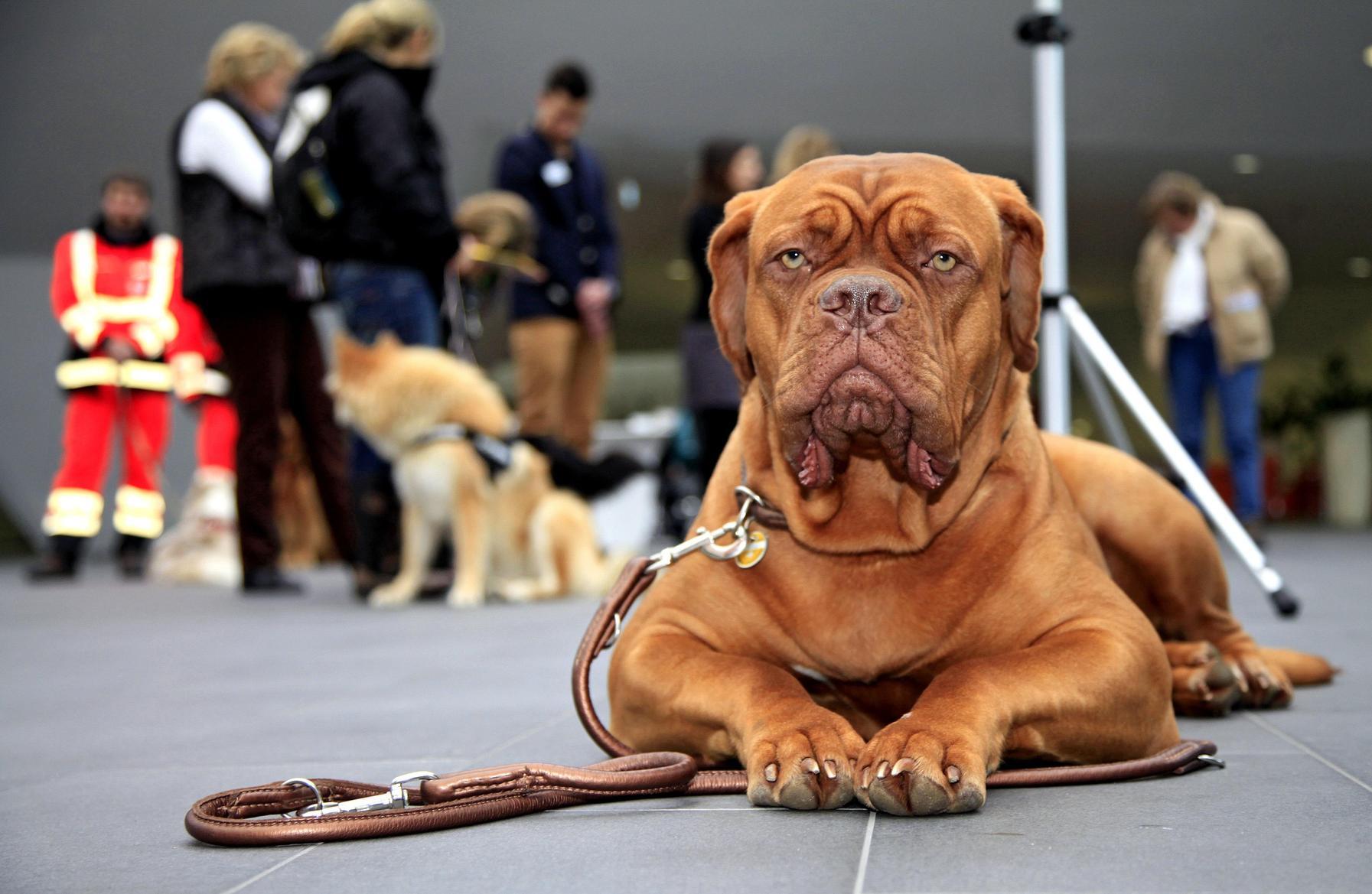Kritik An Anhebung Der Steuer Fur Kampfhunde Nurnberg Nordbayern De