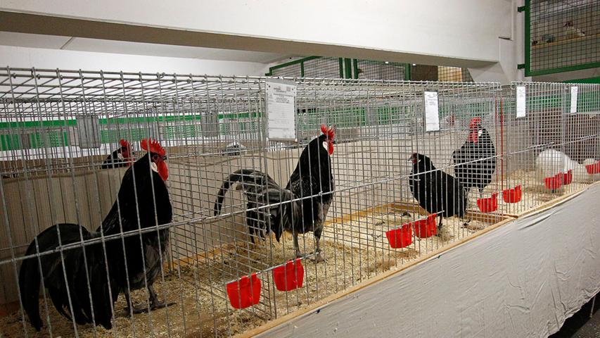 Gepflegtes Federvieh: Geflügelschau im Parkhaus