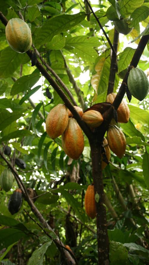 Die Kakaopflanze wächst im tropischen Regenwald. Nur in Äquatornähe zwischen 20 Grad nördlicher und südlicher Breite gibt es optimale Wetterbedingungen. Das Schattengewächs braucht viel Wärme, gleichzeitig aber auch eine hohe Boden- und Luftfeuchtigkeit. In Mischkulturen, zum Beispiel zusammen mit Bananen- oder anderen Fruchtbäumen, fühlt sich Kakao am wohlsten.