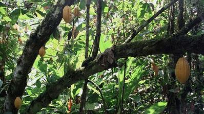 Man unterscheidet zwischen Konsum- und Edelkakao. Als Konsumkakao bezeichnet man die Kakaosorte Forastero. Dieser schmeckt im Vergleich zum Edelkakao deutlich bitterer und kräftiger. Die ertragreichste, aber gleichzeitig am wenigsten aromatische Kakaosorte macht über 90 Prozent der Weltproduktion aus. Hauptanbaugebiet sind die westafrikanischen Länder. Alleine in der Elfenbeinküste werden mehr als ein Drittel der globalen Kakaoernte angebaut.