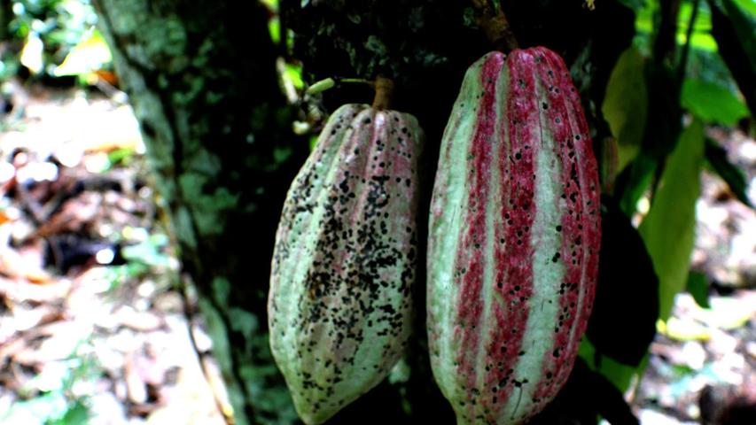 Die weltweit renommierte Schweizer Schokoladenmanufaktur Felchlin erzeugt zum Beispiel aus den Kakaobohnen solcher Früchte die Schokoladentafeln von Original Beans. Hierzu gehören mehrere fein aufeinander abgestimmte Verarbeitungsschritte wie Rösten, Mahlen, Conchieren und noch viele weitere dazwischenliegende Prozesse.