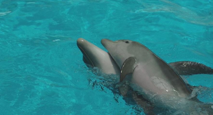 Das Delfinbaby im Tiergarten Nürnberg hat einen Namen. Nami, mit Betonung auf dem "i" heißt das Weibchen.