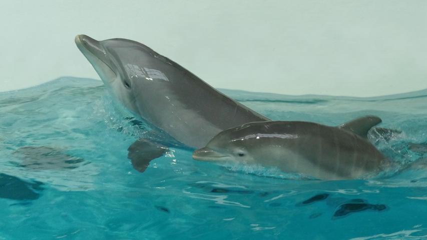 Nur durch die Größe fällt es noch auf. Ansonsten schwimmt Nami schon wie ein ausgewachsener Delfin.