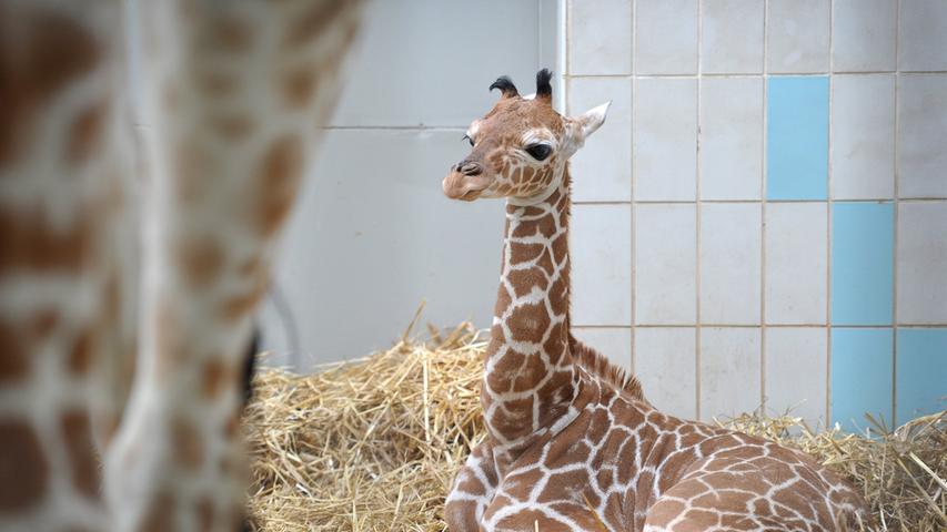 Giraffenbaby Carlo ist im April zur Welt gekommen. Der Bulle wächst allerdings ohne Vater auf: Charly ist im Herbst 2009 gestorben. Neben Carlos Mutter Kibali ist aber auch noch Bruder Epesi mit im Freigehege.