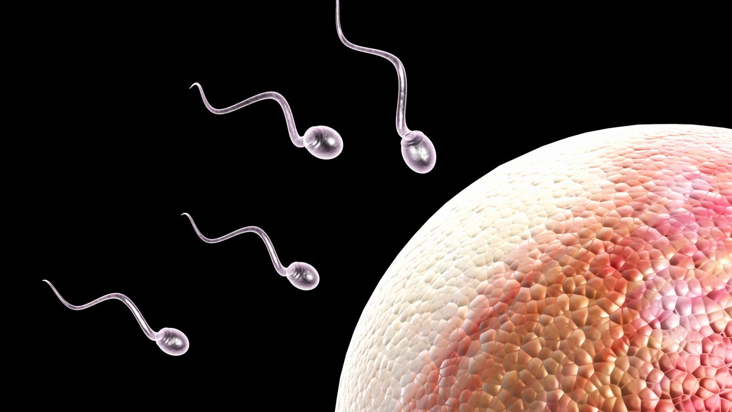Spermien auf dem Weg zur Eizelle. In Ihnen ist vermutlich eine zentrale Information gespeichert, die darüber entscheidet, wie leicht der Nachwuchs im weiteren Lebensverlauf zu Übergewicht neigt.