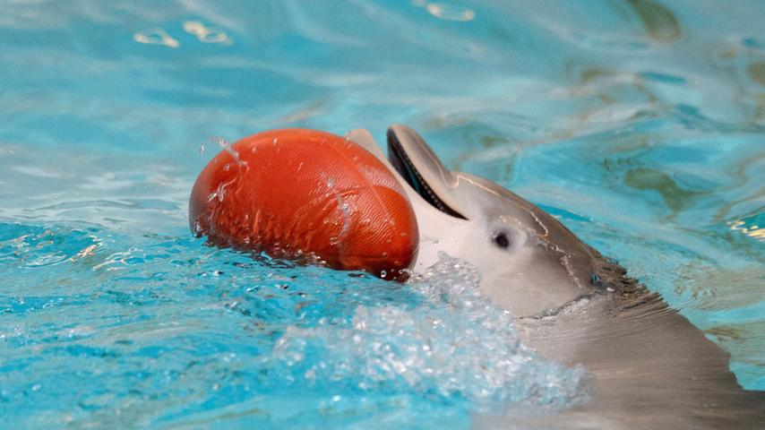 ...inzwischen macht sich das Delfin-Kalb Nami auch schon mal für ein paar Sekunden selbstständig...
