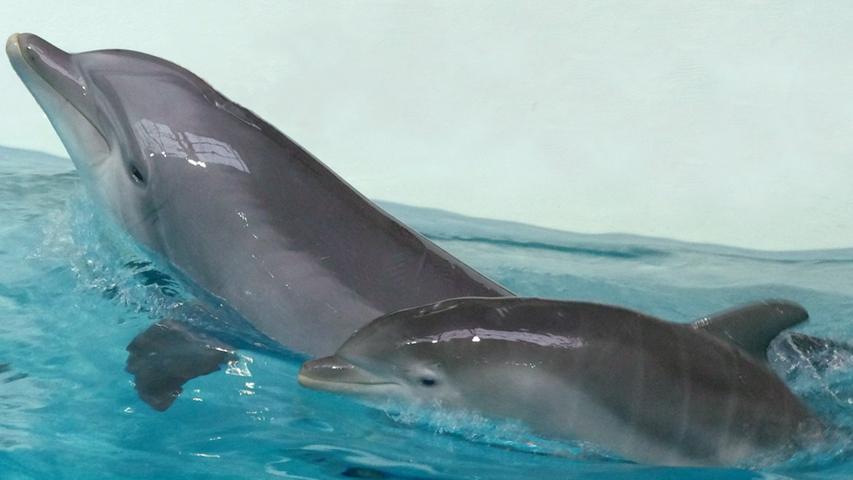 ... nur einzelne Delfine in das für Mutter und Jungtier beschränkte Becken zu lassen.
