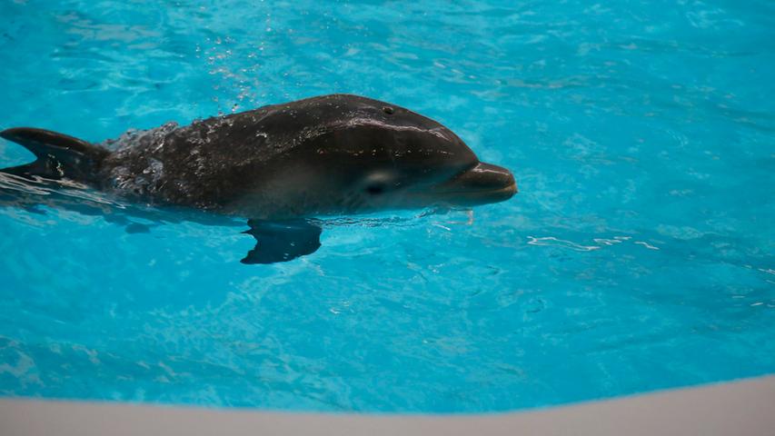 Feste Nahrung nehmen die jungen Delfine erst nach rund sieben Monaten zu sich - anfangs zerkauen sie Fische spielerisch wie einen Kaugummi,...