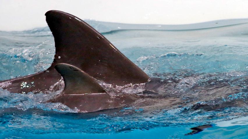 Inzwischen sei Nami in seinem Aufzuchtbecken immer häufiger mit mehreren Delfinen gleichzeitig zusammen.