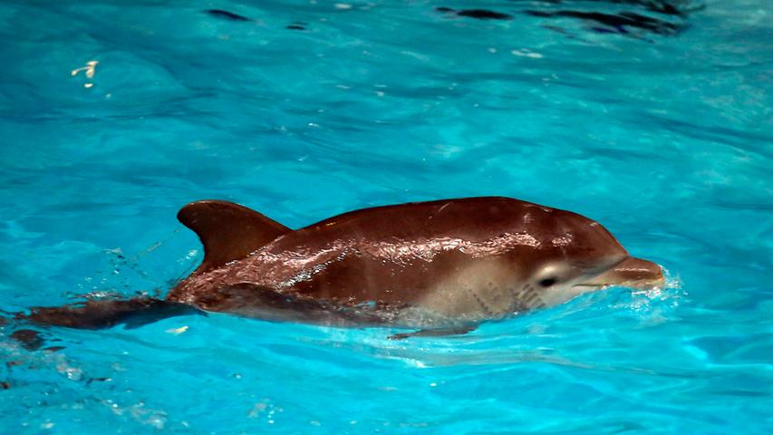 Acht Wochen nach seiner Geburt präsentiert sich das im Nürnberger Delfinarium gehaltene Jungtier gesund und munter.